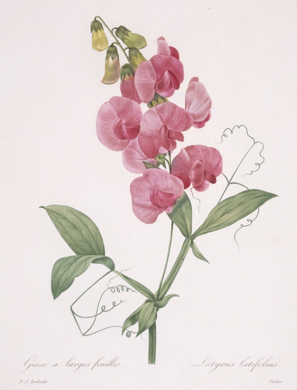 Lathyrus latifolius (Pois vivace), 1827 - Pierre Joseph Redouté