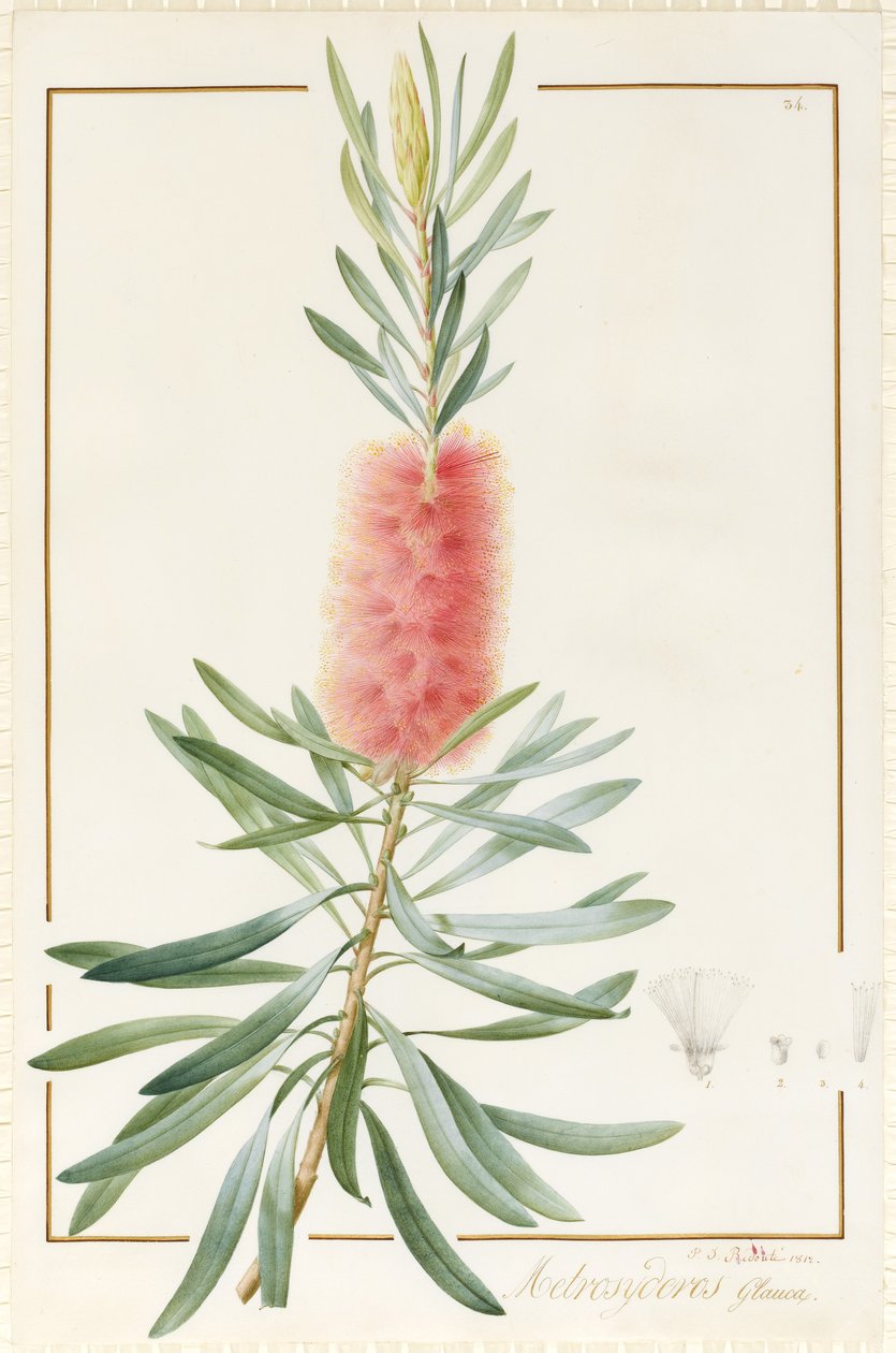 Metrosyderos Glauca, 1812 - Pierre Joseph Redouté