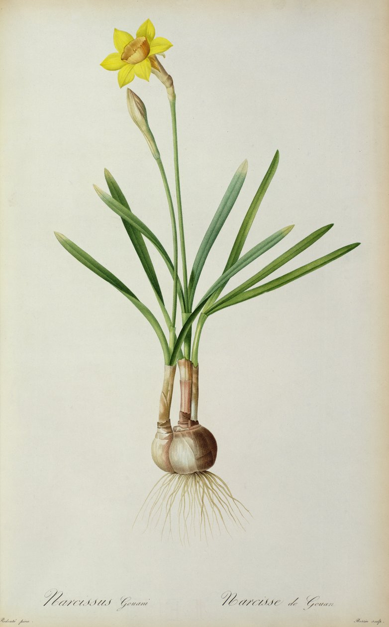 Narcisse Gouani, de 