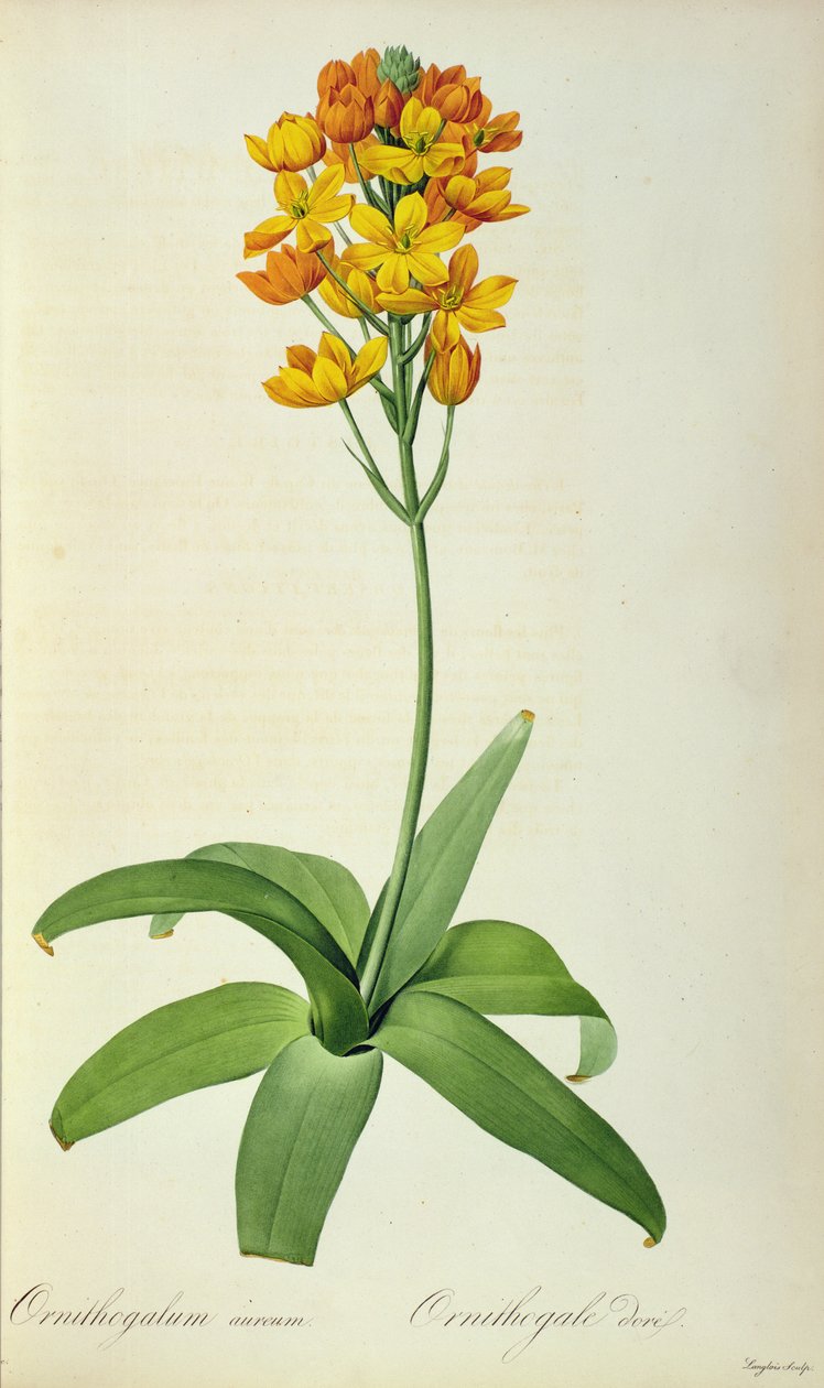Ornithogalum Aureum, de 