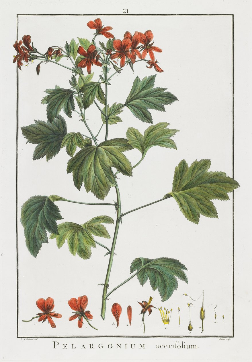 Pelargonium acerifolium, de Geraniologia, seu Erodii, Pelargonii, Monsoniae et Grieli historia iconibus illustrata, 1787-1788 - Pierre Joseph Redouté