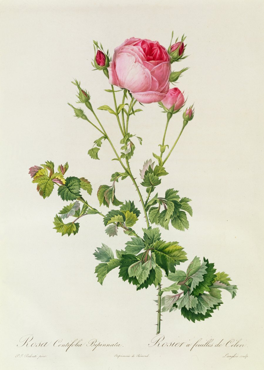Rosa Centifolia Bipinnata - Pierre Joseph Redouté