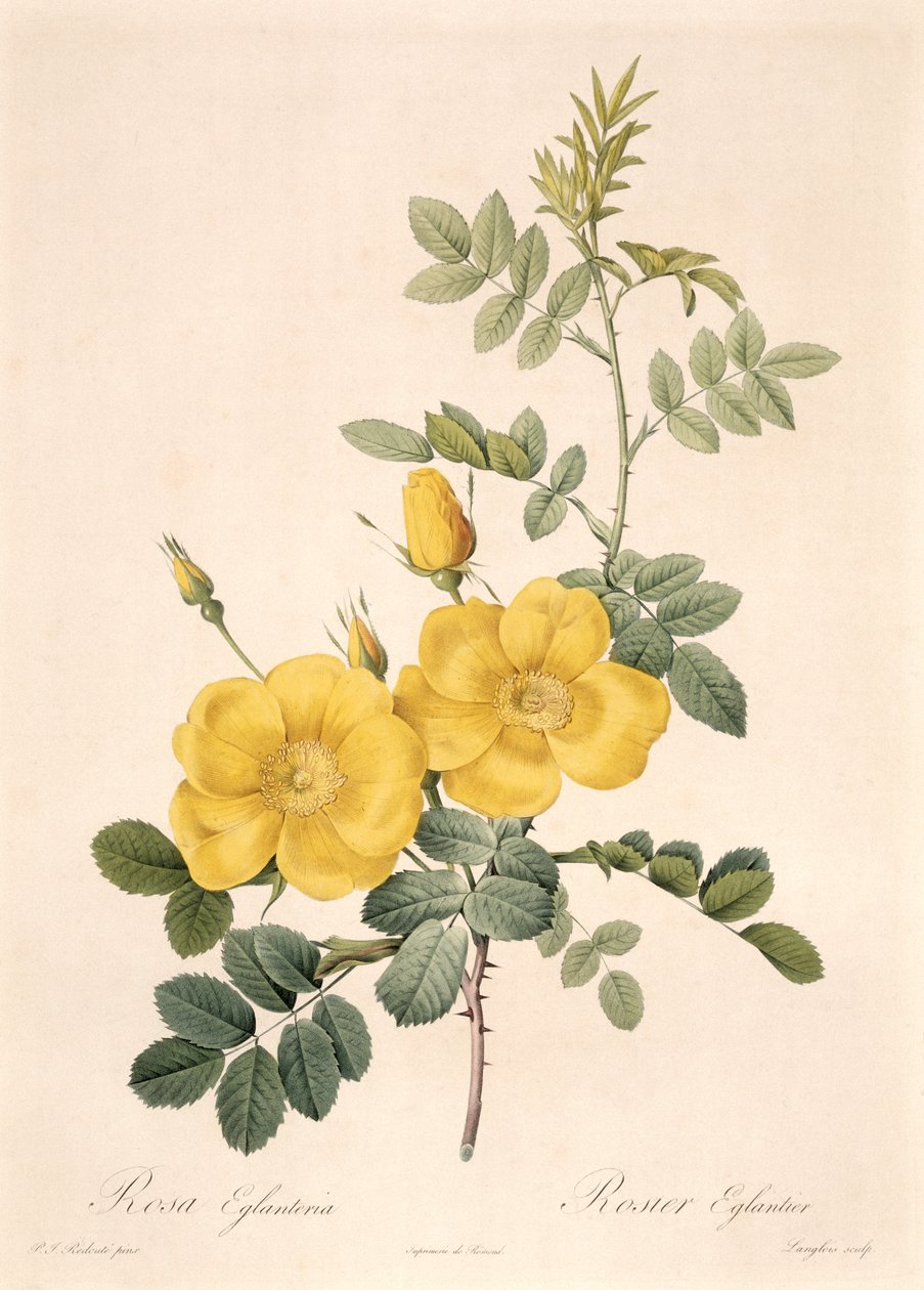 Rosa Eglanteria - Pierre Joseph Redouté