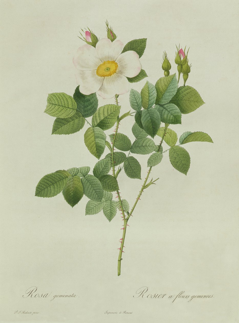 Rosa Geminata - Pierre Joseph Redouté