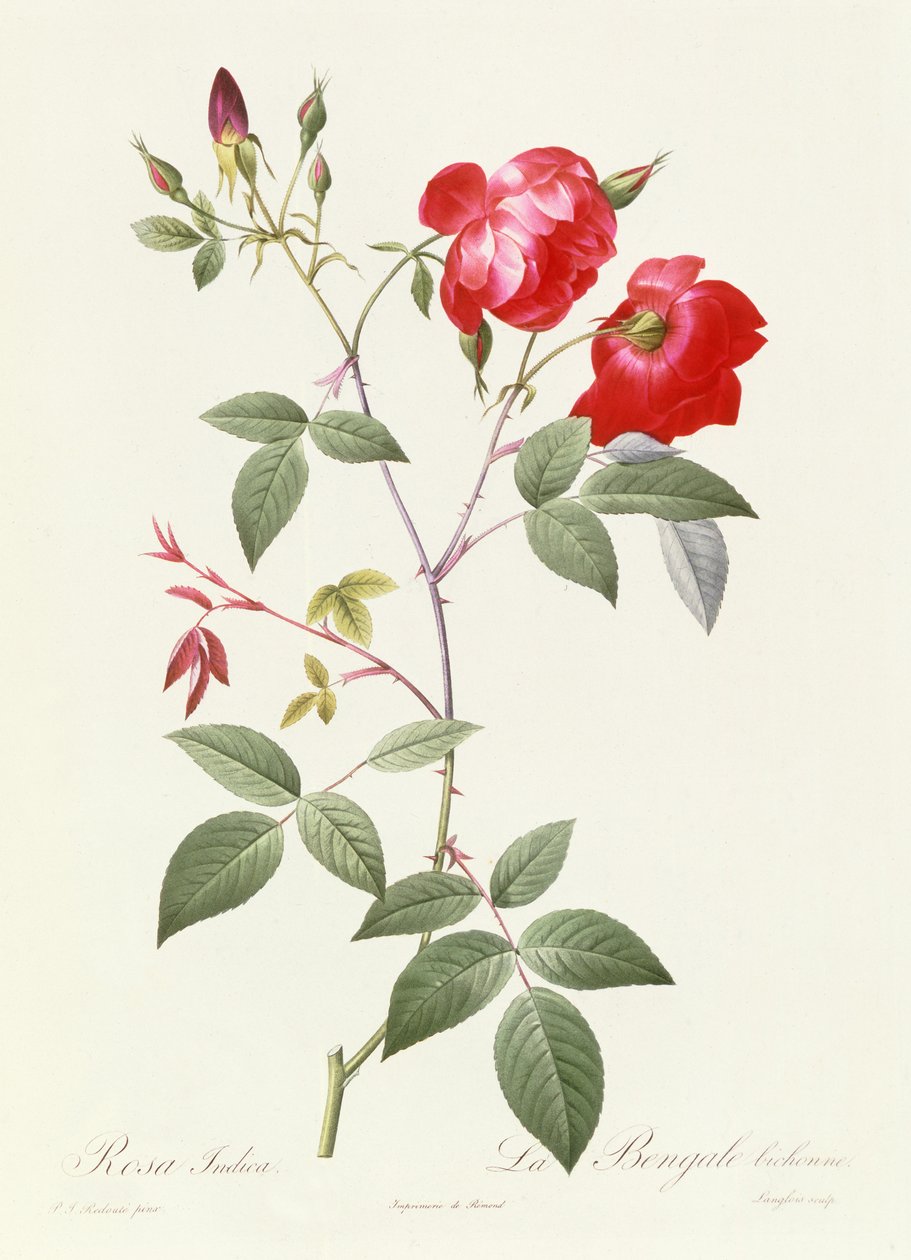 Rosa Indica - Pierre Joseph Redouté