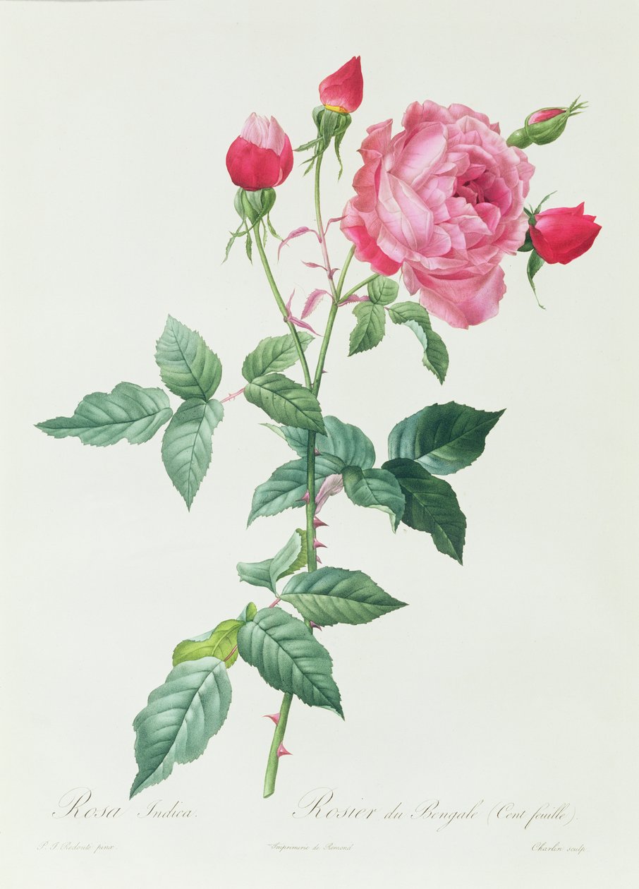 Rosa Indica - Pierre Joseph Redouté