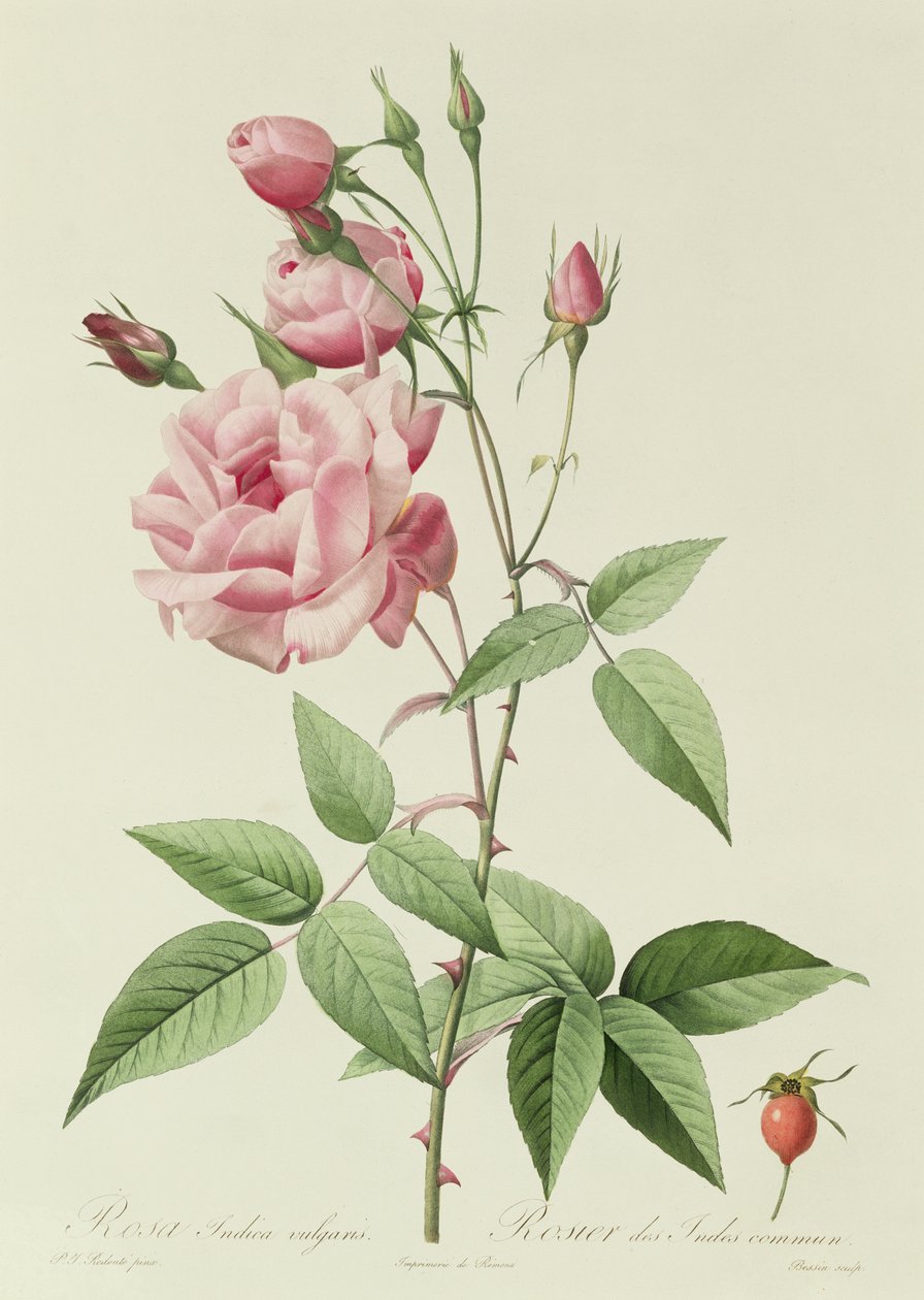 Rosa Indica Vulgaris - Pierre Joseph Redouté