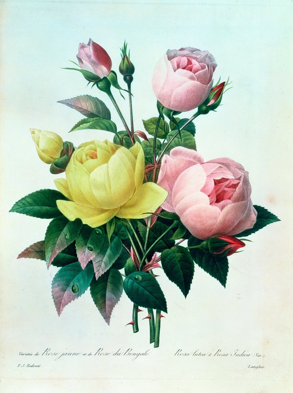 Rosa Lutea et Rosa Indica, de 