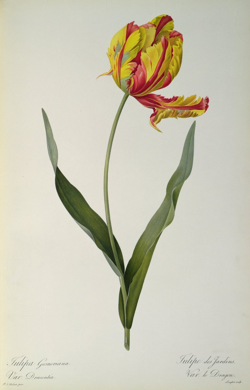 Tulipa gesneriana dracontia, tiré de 