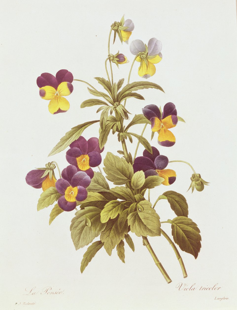Viola Tricolore - Pierre Joseph Redouté
