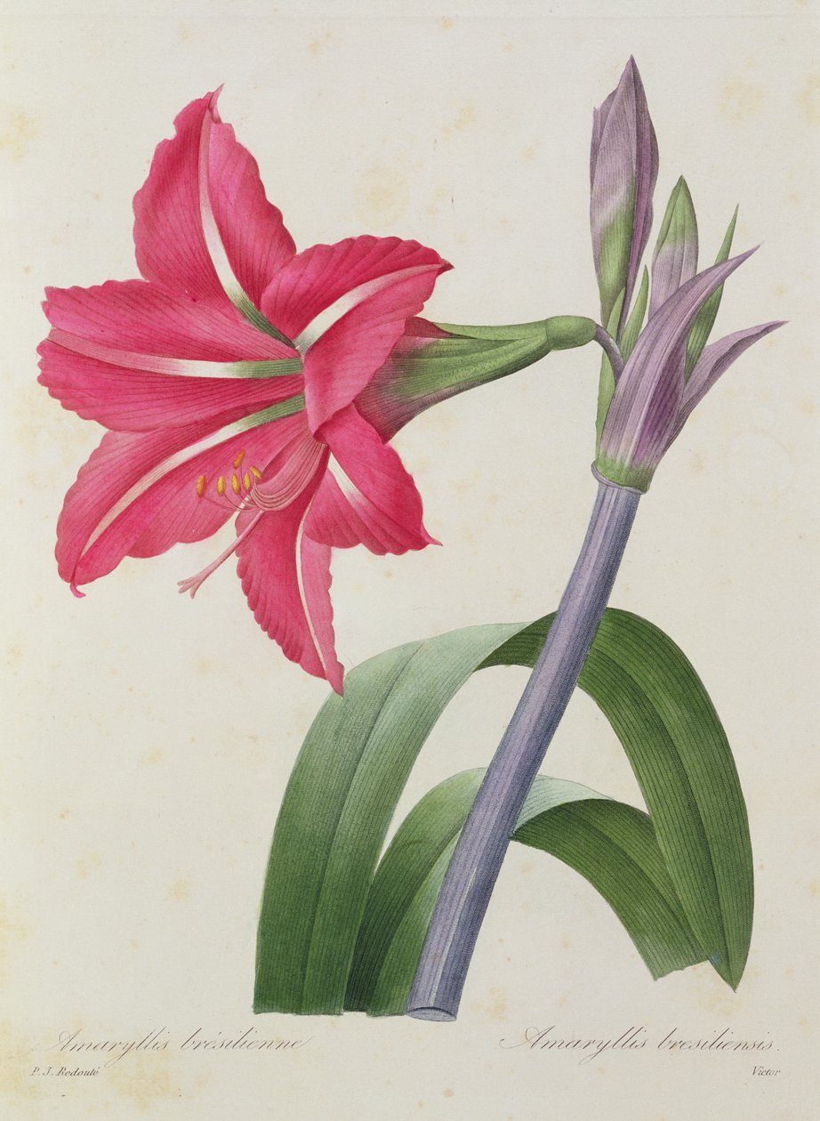 Amaryllis bresiliensis (amaryllis brésilien), gravé par Victor, de 
