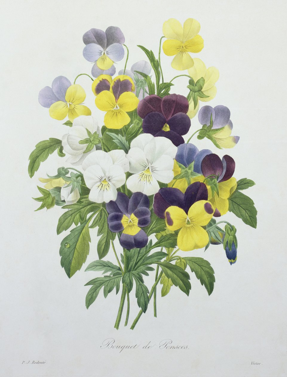 Bouquet de pensées, gravé par Victor, de 