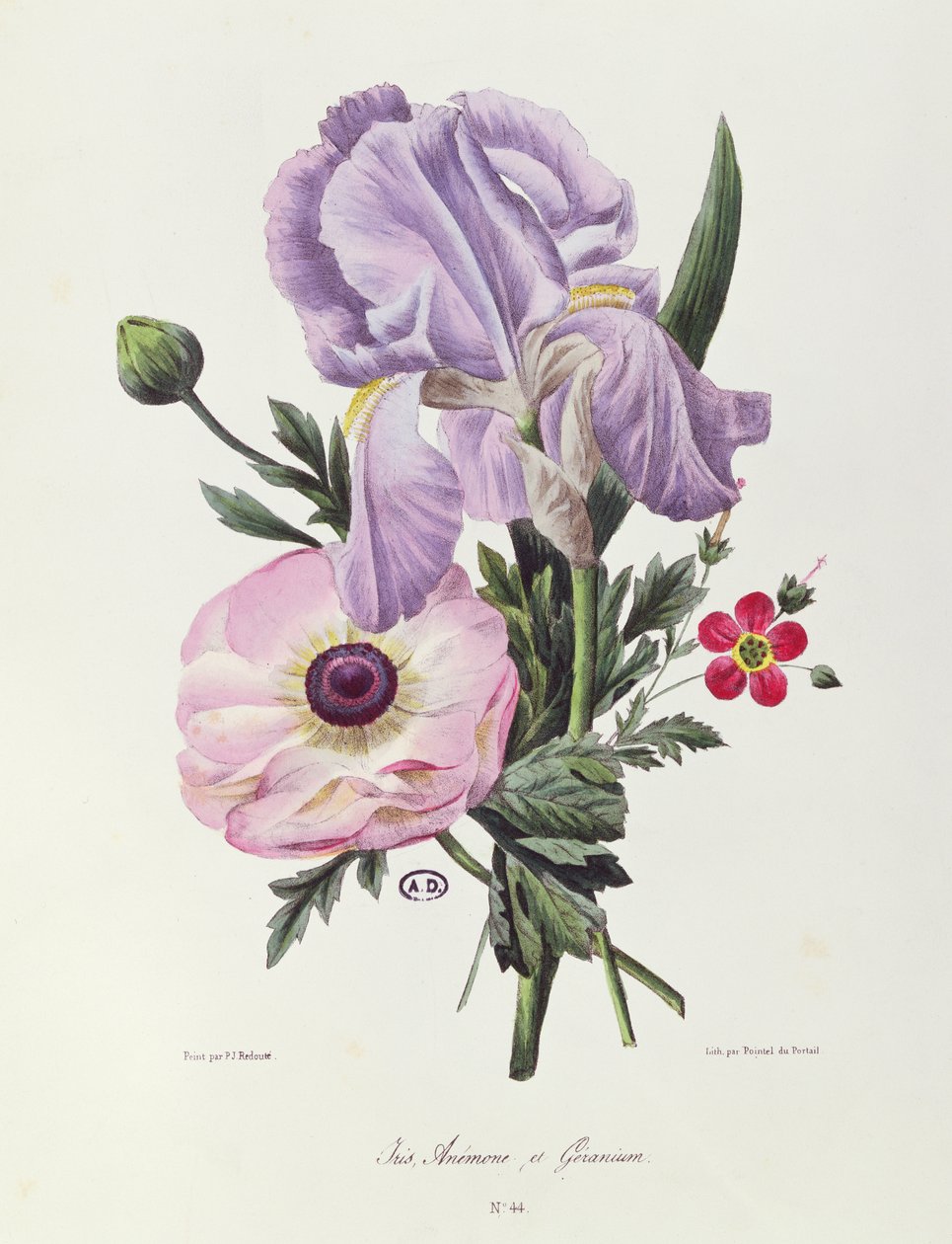 Iris, Anémone et Géranium, gravé par Pointel du Portail, vers 1830 - Pierre Joseph Redouté