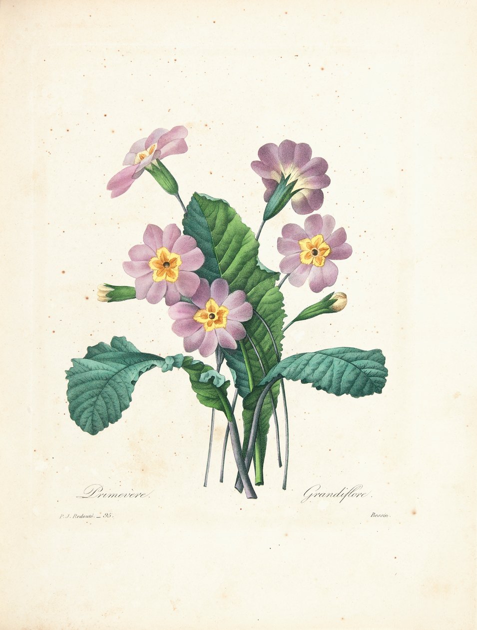 Primevère, gravé par Bessin, de 