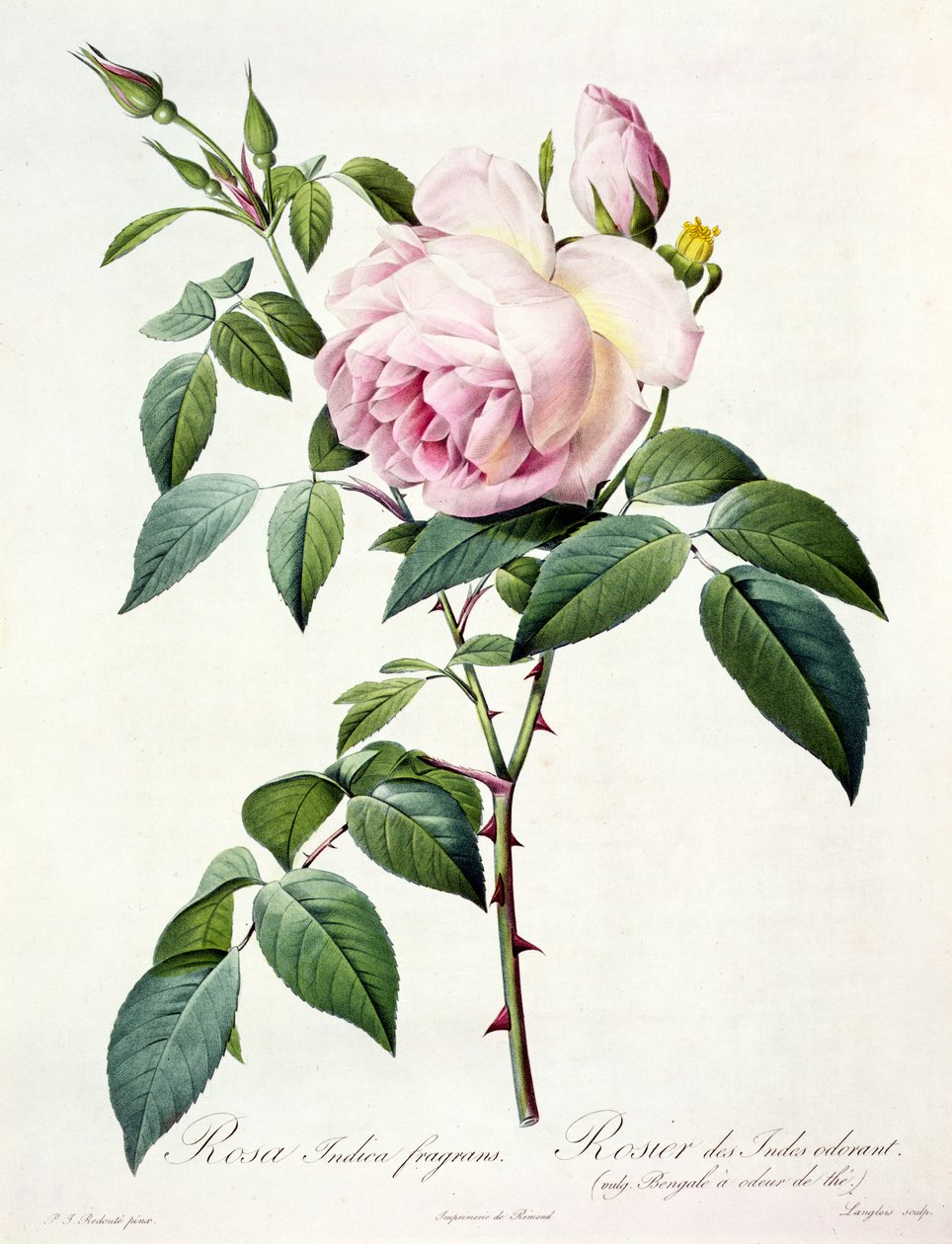 Rosa Indica Fragrans, gravée par Langlois, publiée par Remond - Pierre Joseph Redouté