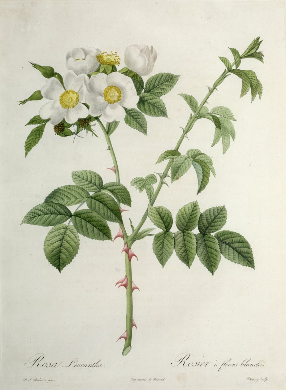 Rosa Leucantha, gravé par Chapuy, publié par Remond - Pierre Joseph Redouté