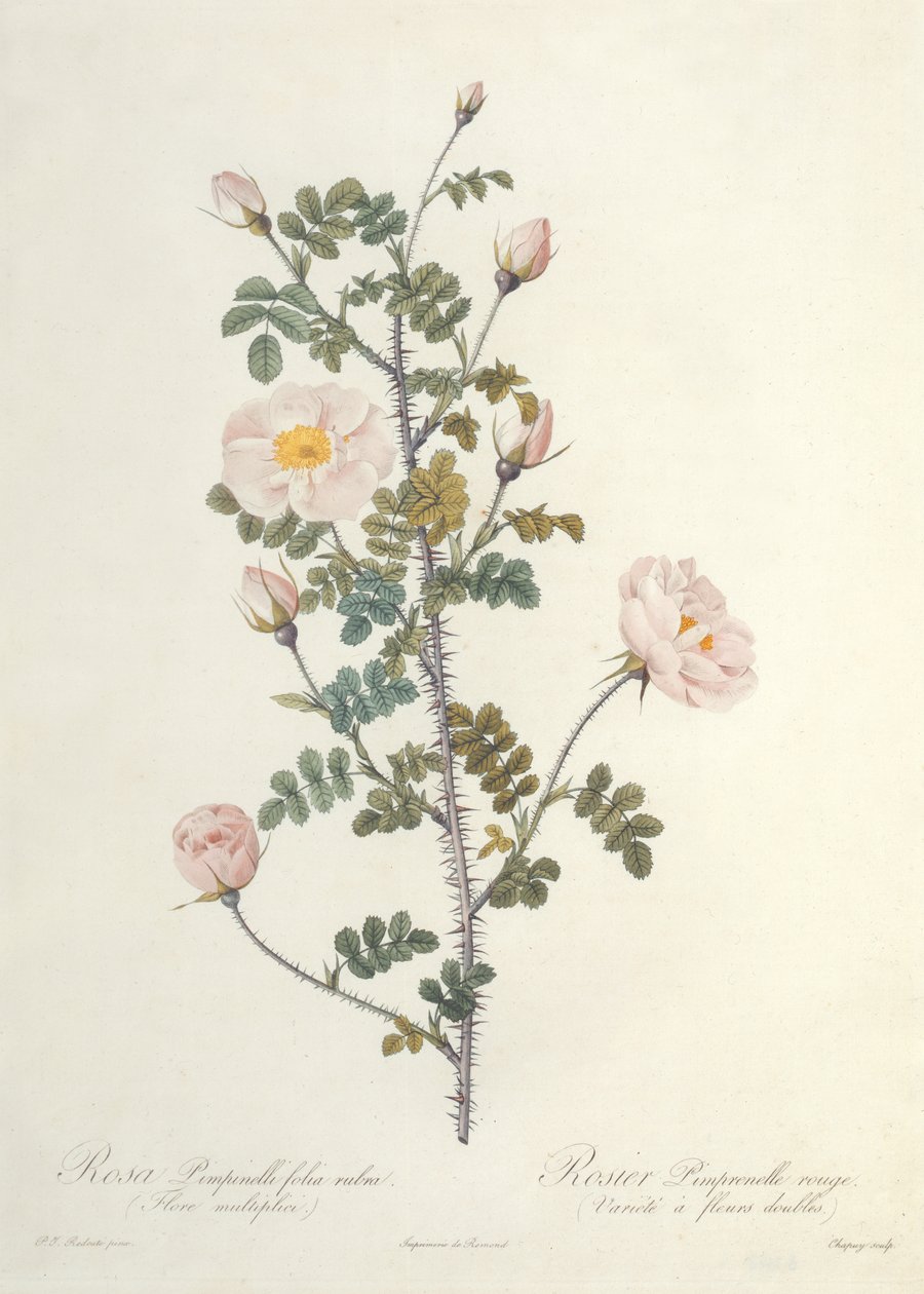 Rosa Pimpinellifolia Rubra Flore Multiplici, gravé par Chapuy, publié par Remond - Pierre Joseph Redouté