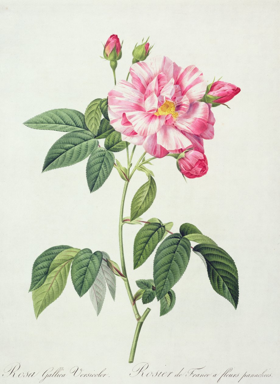 Rosa gallica versicolor (rose française), gravée par Langlois, de 