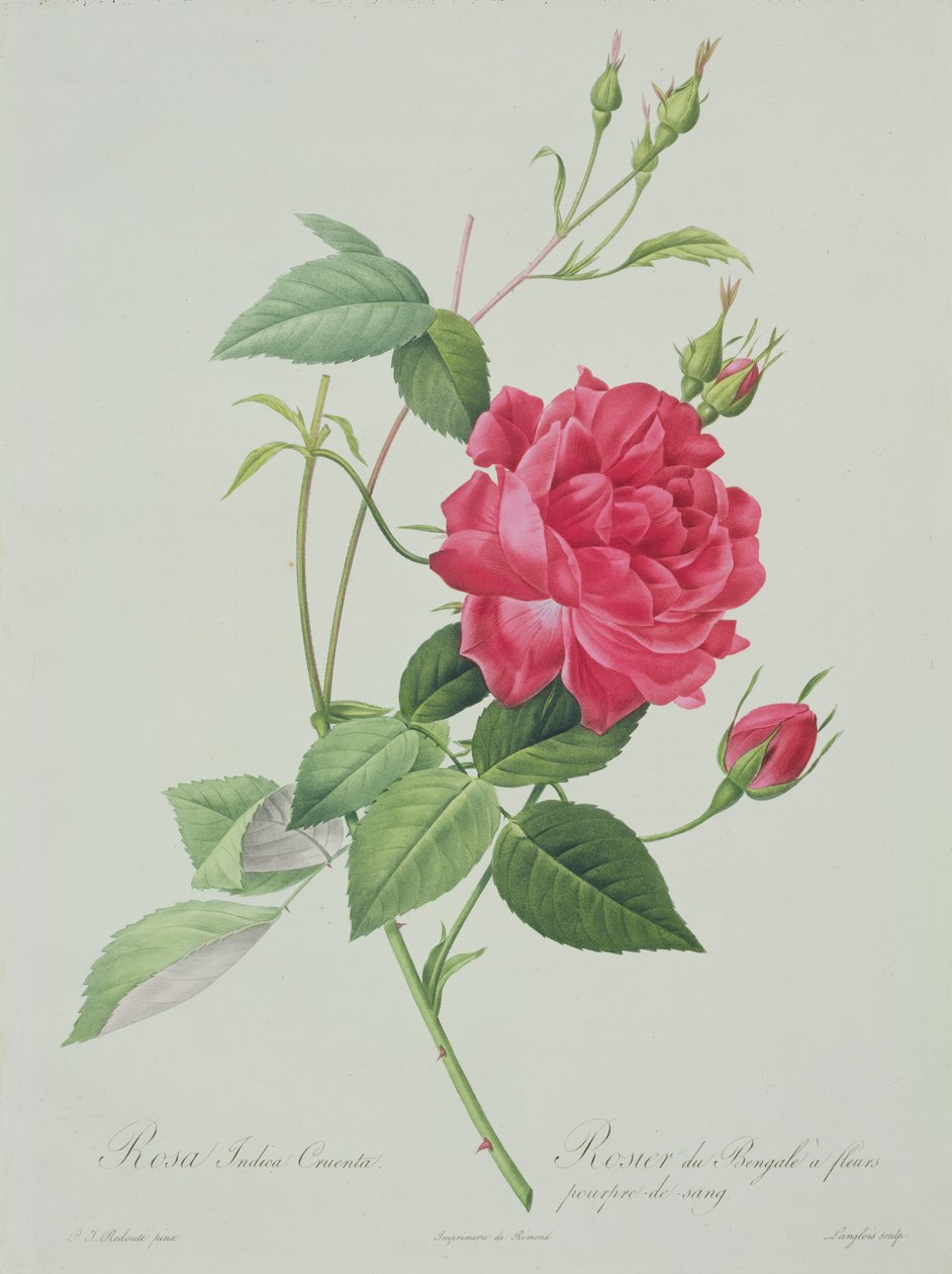 Rosa indica cruenta (rose du Bengale rouge sang), gravée par Langlois, de 