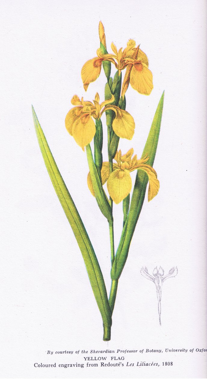 Drapeau jaune, Nature en Grande-Bretagne publiée par Collins, 1946 - Pierre Joseph Redouté