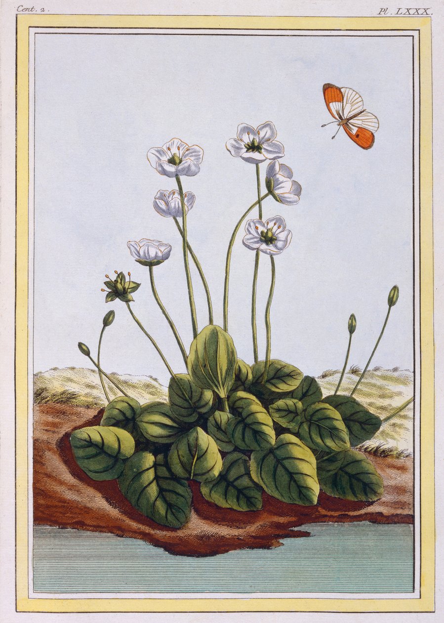 Chiendent de Parnasse, vers 1776 (gravure coloriée à la main) - Pierre Joseph Buchoz