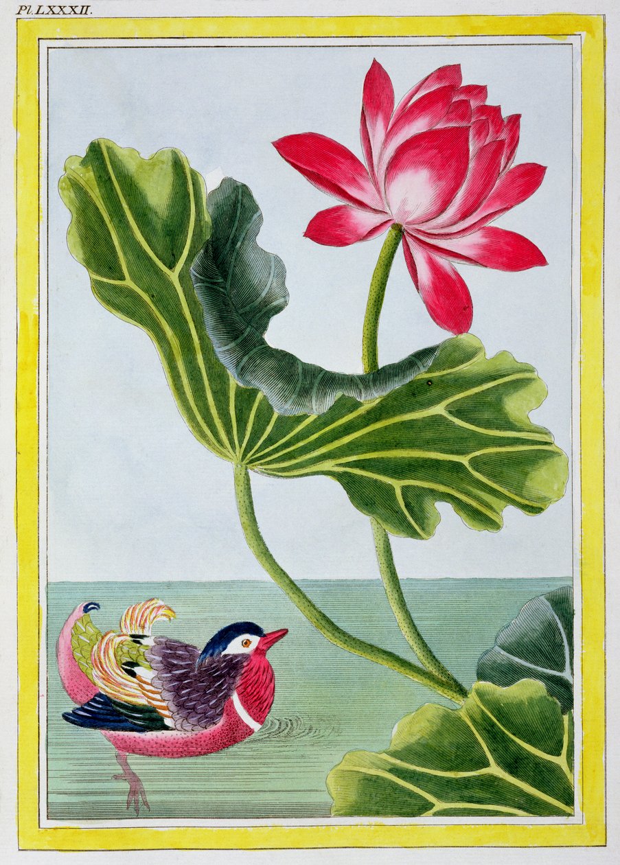Nénuphar rouge chinois, Volume I, planche 82, de 