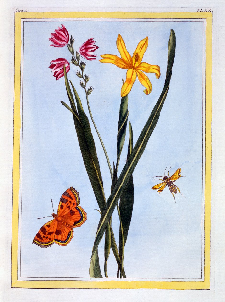 Ixia sud-américaine, vers 1766 (gravure coloriée à la main) - Pierre Joseph Buchoz