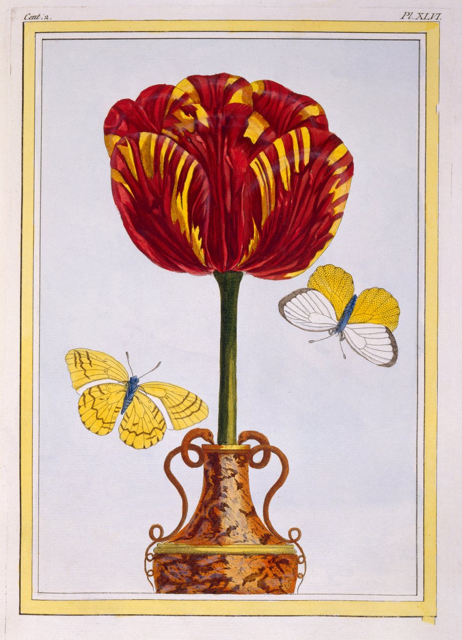 Tulipe 