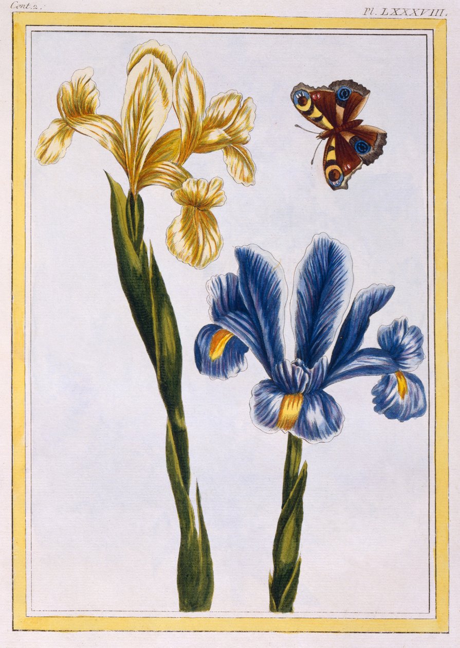 Iris jaunes et violets, vers 1776 - Pierre Joseph Buchoz