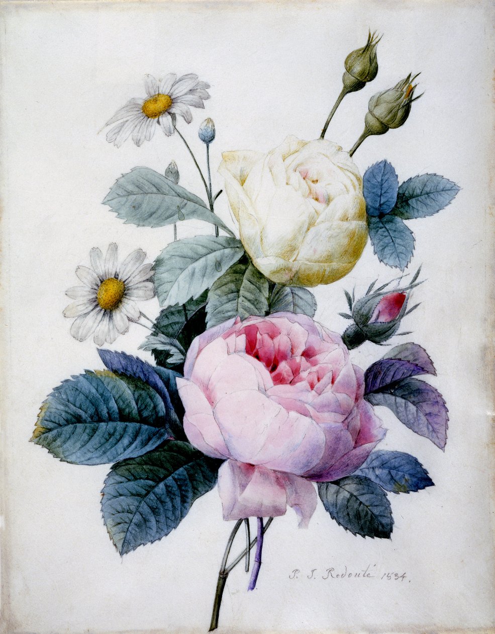 Bouquet de roses avec des marguerites, publié en 1834 - Pierre Joseph Redouté