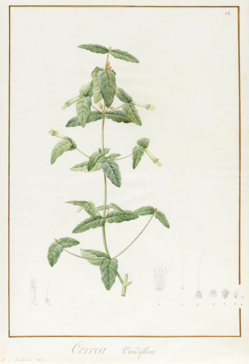 Correa Vieisiflora - Pierre Joseph Redouté