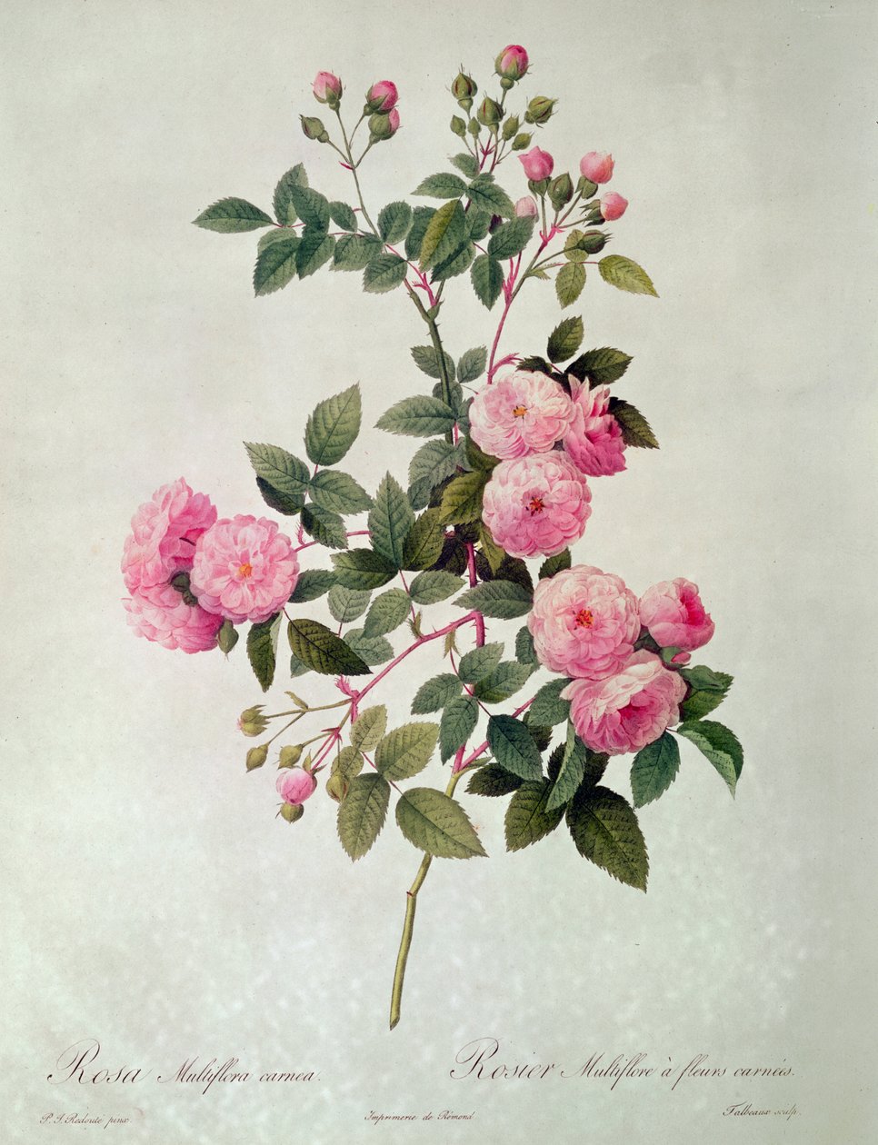 Les Roses de Thory, Rosa Multiflora Carnea - Pierre Joseph Redouté