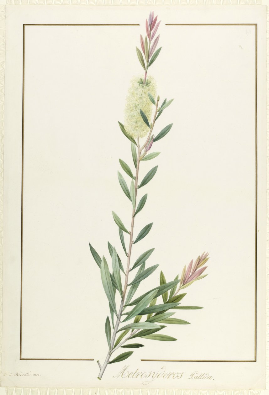 Metrosyderos Pallida, 1812 - Pierre Joseph Redouté