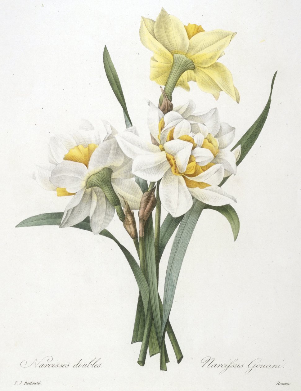 Narcissus gouani (Double Jonquille), 1827 - Pierre Joseph Redouté