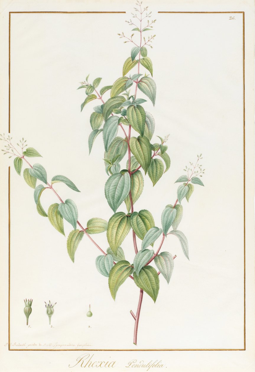 Rhexia Pendulifolia - Pierre Joseph Redouté