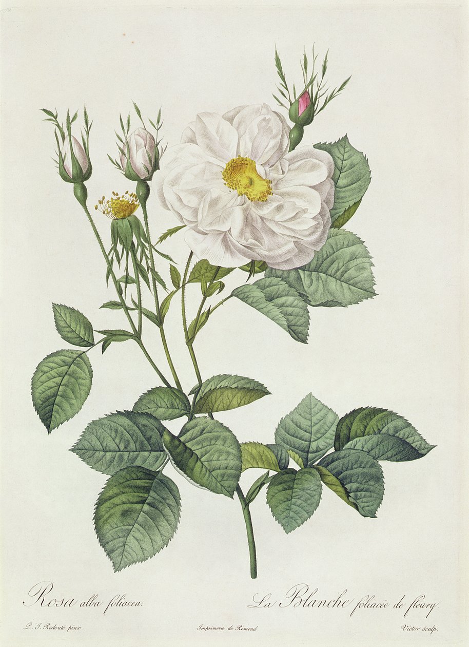Rosa Alba Foliacea - Pierre Joseph Redouté