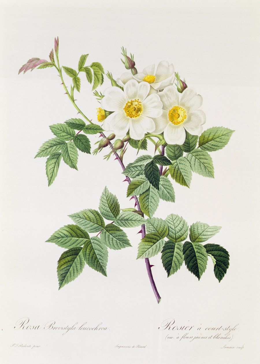 Rosa Brevistyla Leucochroa - Pierre Joseph Redouté