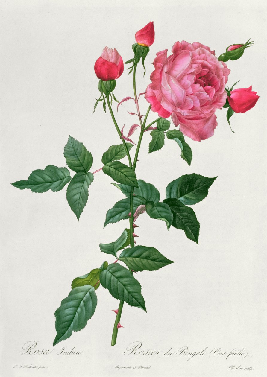 Rosa Indica - Pierre Joseph Redouté