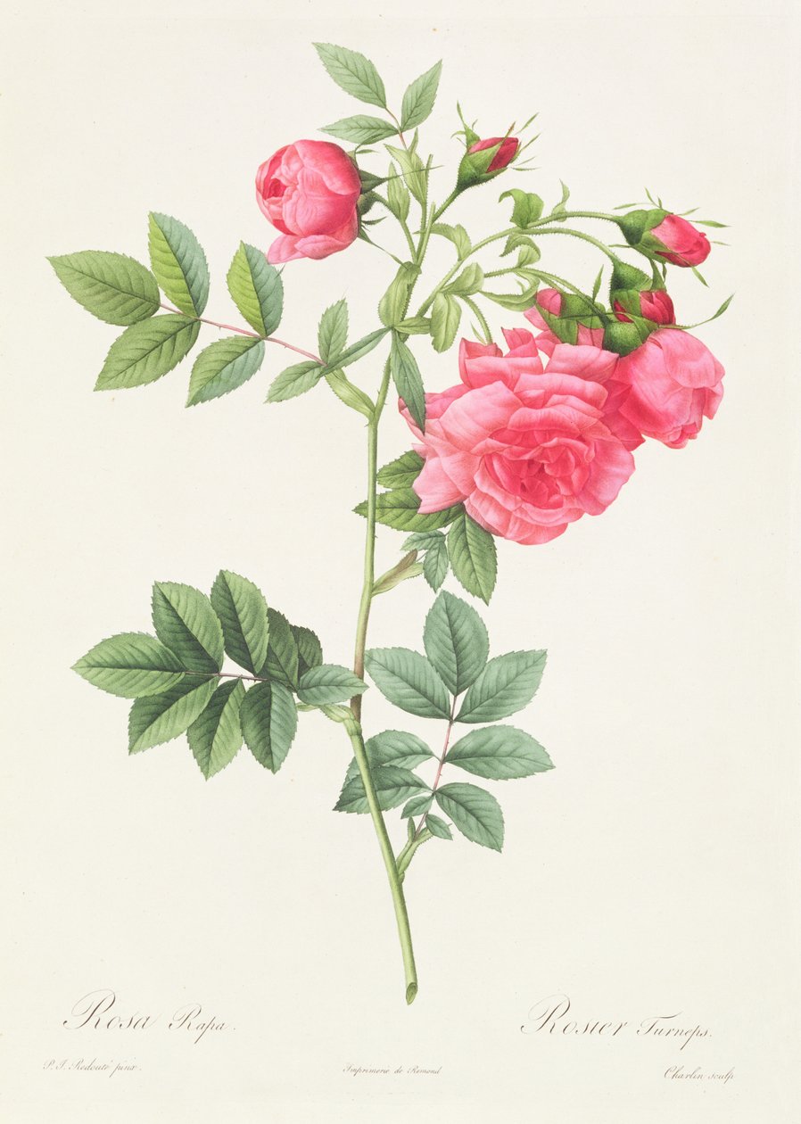 Rosa Pimpinellifolia Flore Variegato - Pierre Joseph Redouté