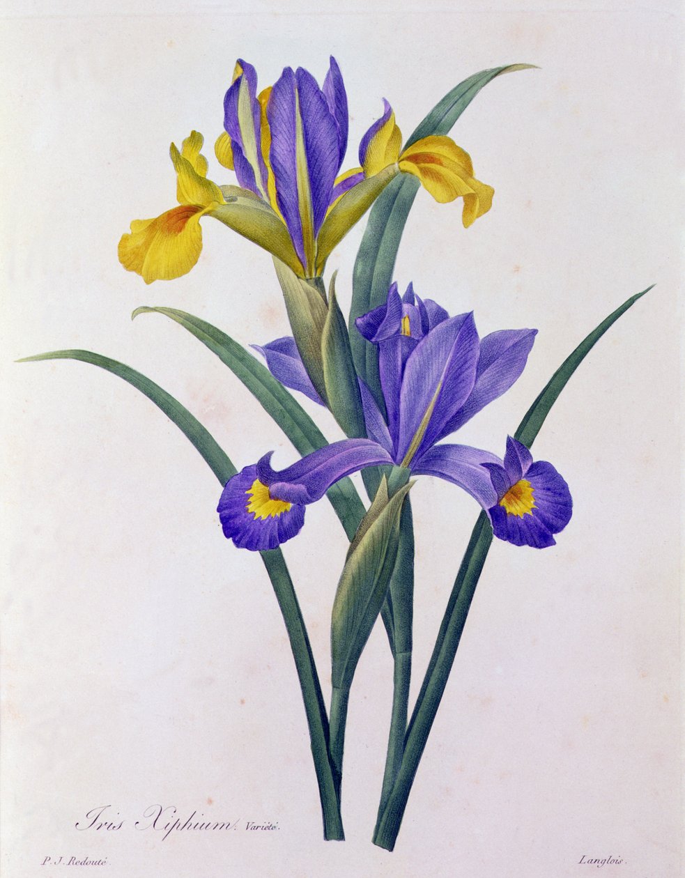 Iris Xiphium - Pierre Joseph Redouté