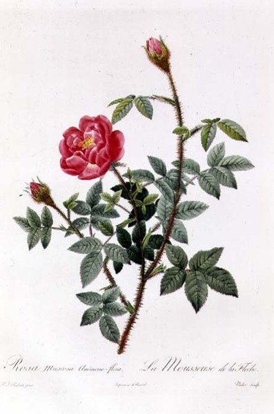 Rosa Muscosa Anemone-Flora - Pierre Joseph Redouté