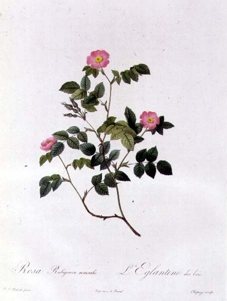 Rosa Rubiginosa Nemoralis - Pierre Joseph Redouté