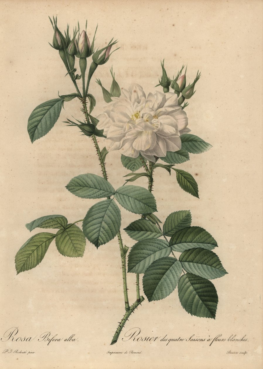 Rose blanche, Rosa bifera alba - Pierre Joseph Redouté