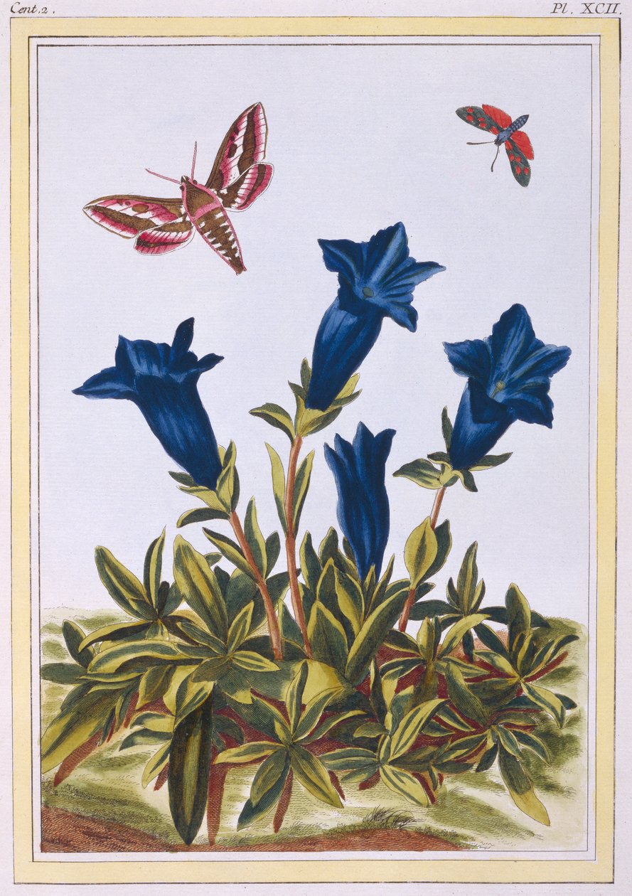 Gentiane bleue, pub. 1776 - Pierre Joseph Buchoz