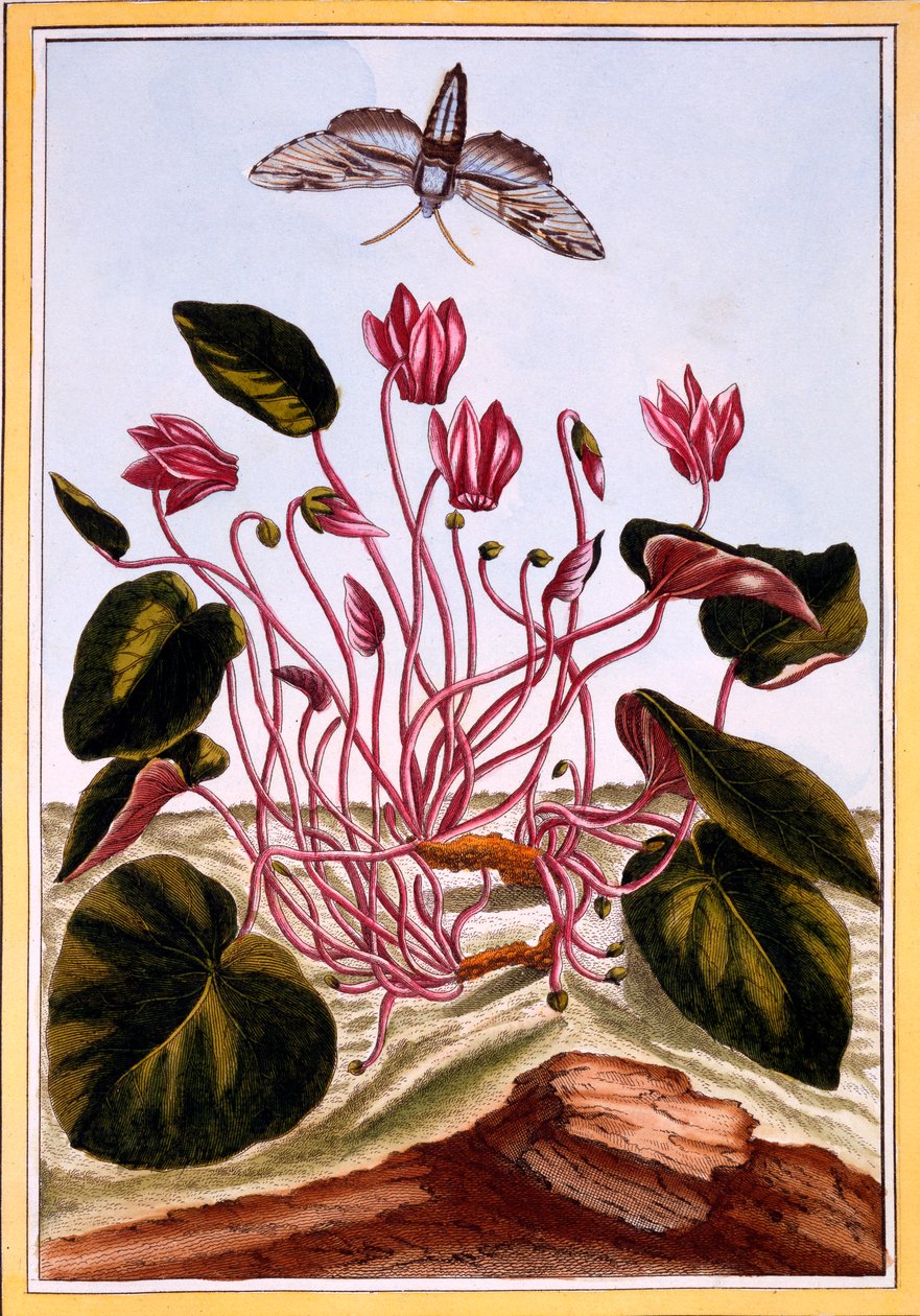 Cyclamen - Pierre Joseph Buchoz