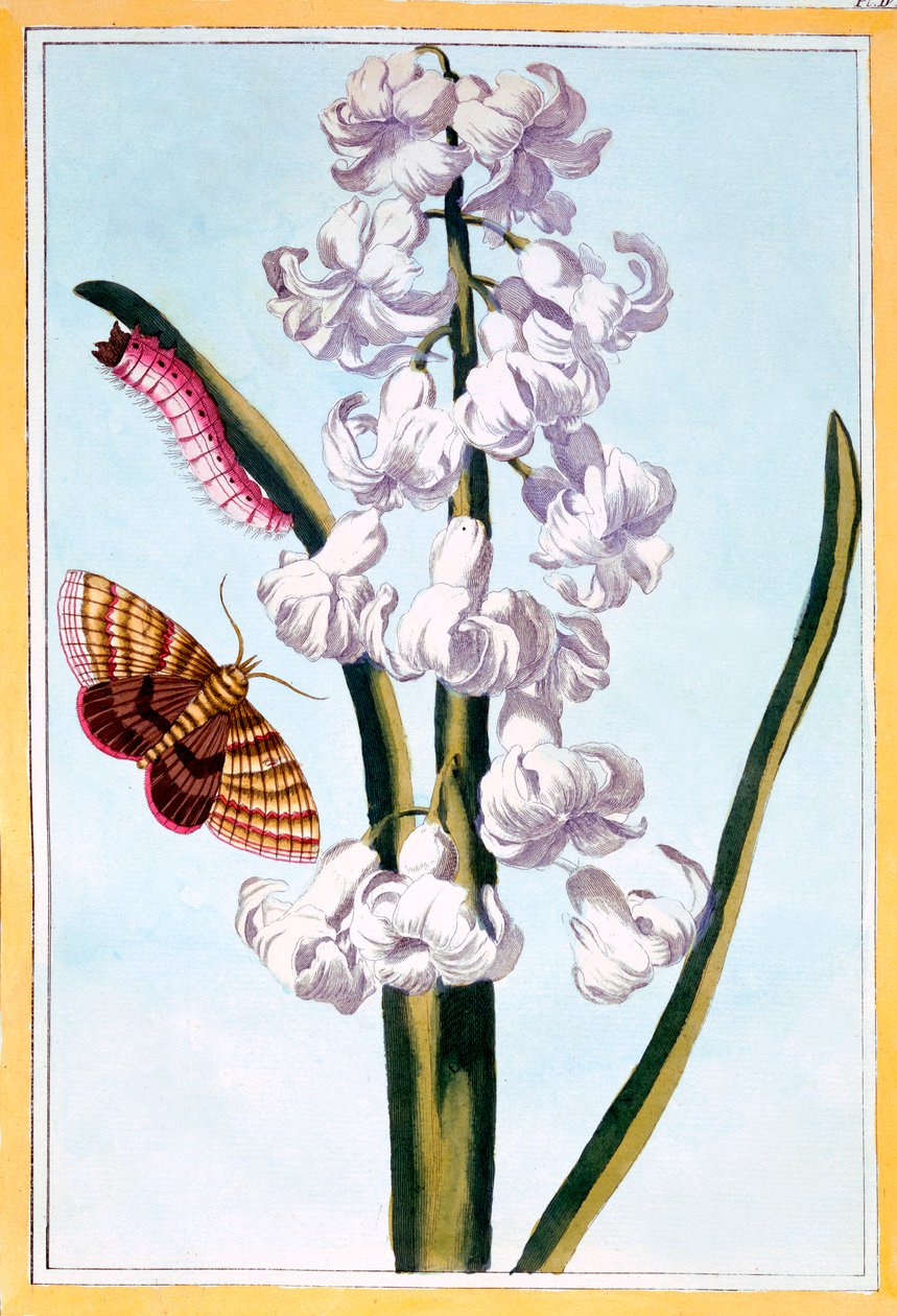 Jacinthe, pub. 1776 - Pierre Joseph Buchoz