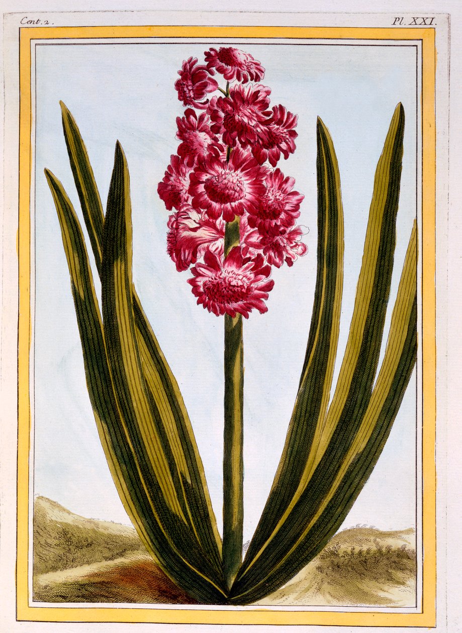 Royal Crimson, pub. 1776 - Pierre Joseph Buchoz