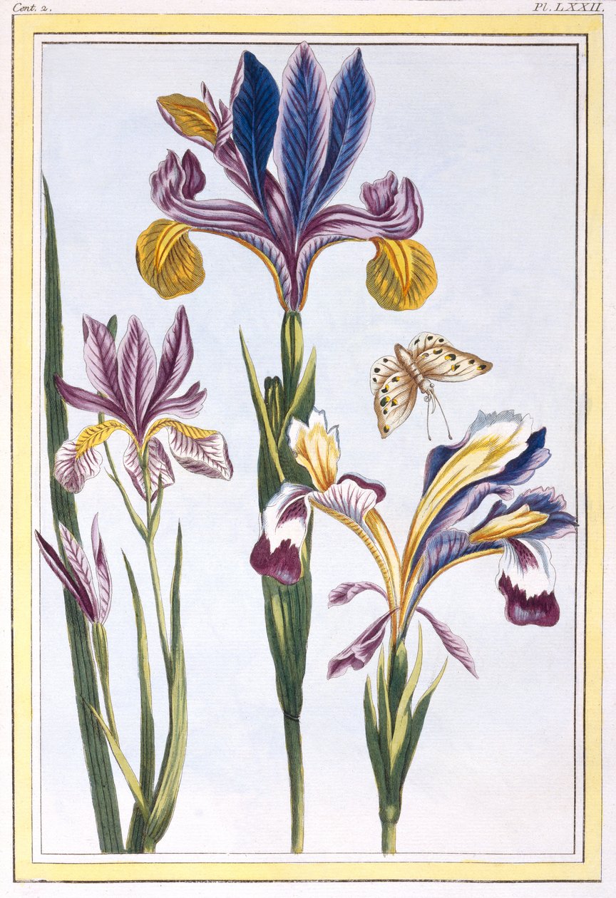 Iris varié, vers 1776 - Pierre Joseph Buchoz