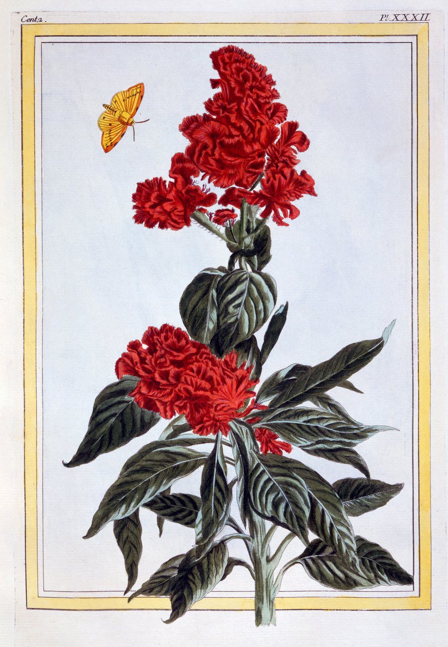 Variété d