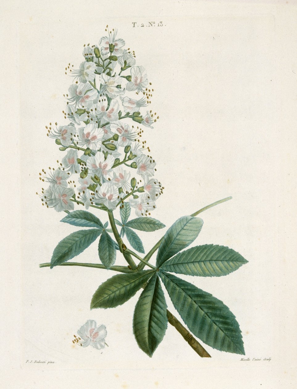 Aesculus Hippocastorum, Marronnier, vers 1800-1830 - Pierre Joseph Redouté